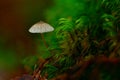 Tiny grey mushroom in the forest