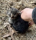 A tiny grey rescue kitten with hand petting