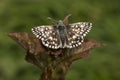 Tiny Grizzled Skipper butterfly on bramble leaf Royalty Free Stock Photo