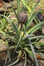 Tiny Growing Pineapple