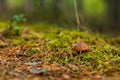 A tiny growing suillus mushroom in the pinery