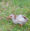 Tiny guinea