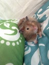 Tiny hamster comes to play
