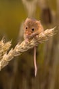 Tiny Harvest Mouse Royalty Free Stock Photo