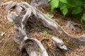 Tiny hemlock seedling growing from old stump Royalty Free Stock Photo