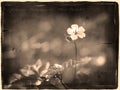 Tiny Herb-Robert Geranium robertianum flower in antique old photograph style with cursive annotation label