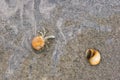 Tiny hermit crab crawling under water on sand