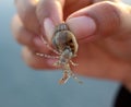 Tiny Hermit Crab inside its small and colourful sea snail shell