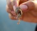 Tiny Hermit Crab inside its small and colourful sea snail shell