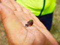 A tiny hermit crab on man's hand.