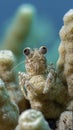 Tiny hermit crab nestled on bright coral reef Royalty Free Stock Photo