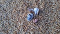 Tiny hermit crab shells in the sand