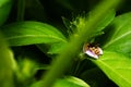 tiny honeybee pollinated of Justicia procumbens (Rat tall willow) flower