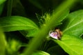 tiny honeybee pollinated of Justicia procumbens (Rat tall willow) flower