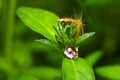 tiny honeybee pollinated of Justicia procumbens (Rat tall willow) flower