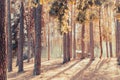 Tiny house in autumn forest. Campfire smoke in sunlight. Fall woods in sunbeam. Tranquil autumn in woodland Royalty Free Stock Photo