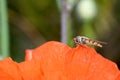 Tiny hover fly or flower fly Latin Eupeodes volucris, family Syrphidae feeding on a common poppy petal Latin papver rhoeas in Royalty Free Stock Photo