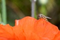 Tiny hover fly or flower fly Latin Eupeodes volucris, family Syrphidae feeding on a common poppy petal Latin papver rhoeas in Royalty Free Stock Photo