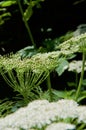 Tiny hover fly sits on the umbel of cow parsnip in the spring sun Royalty Free Stock Photo