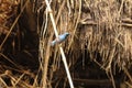 A tiny humming bird with bright blue feathers resting on a bamboo stick. Royalty Free Stock Photo