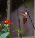 Hummingbird floating in a garden cottage Royalty Free Stock Photo