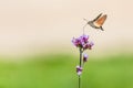 Tiny Hummingbird hawk-moth buzzing around flowers Royalty Free Stock Photo