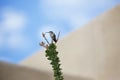 Tiny hummingbird is home guardian perched at ocotillo tip