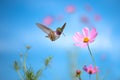 Tiny hummingbird hover in mid-air