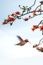 Tiny hummingbird hovers gracefully amidst blooming branches against pale sky backdrop