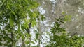 A tiny hummingbird Mellisuga helenae perched on a tree branch. Royalty Free Stock Photo