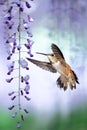 Tiny Hummingbird over background of purple wisteria vertical image