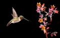 Tiny hummingbird with pink flower on black background Royalty Free Stock Photo