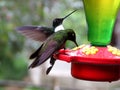 Two green hummingbirds drinking