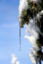 Tiny icicle on a pine tree branch in closeup