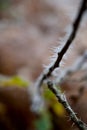 Tiny icicles from hoar frost on a twig Royalty Free Stock Photo