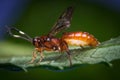 Tiny Infant Ichneumon Wasp