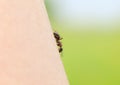 Tiny insect, the ant slips on the hand of man