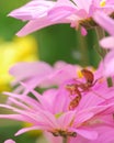 Tiny insect on beautiful pink flower.