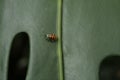 Tiny insect in a big leaf