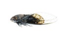 Tiny insect black cicada Royalty Free Stock Photo