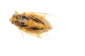 Tiny insect cicada Royalty Free Stock Photo