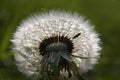 Tiny insect in a dandelion