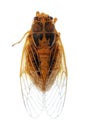 Tiny insect gold cicada Royalty Free Stock Photo