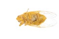 Tiny insect gold cicada Royalty Free Stock Photo