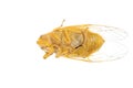 Tiny insect gold cicada