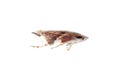 Tiny insect leafhopper