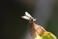 A tiny insect in our garden