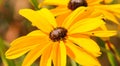 A tiny insect on the petal of a yellow daisy in mid springtime. Royalty Free Stock Photo