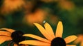 Tiny insect sitting on petals of Black Eyed Susam flower Royalty Free Stock Photo