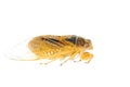 Tiny insect yellow cicada macro isolated